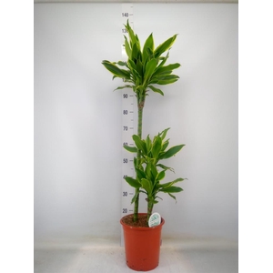 Dracaena frag. 'Golden Coast'