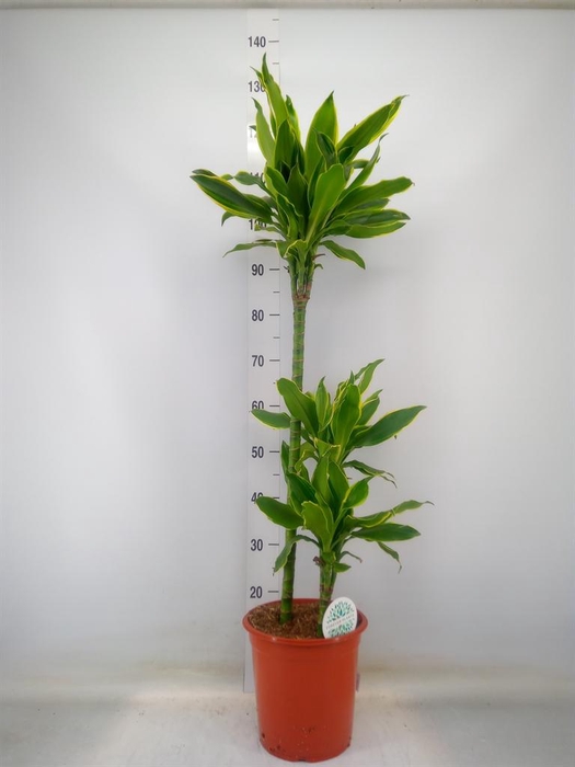 <h4>Dracaena frag. 'Golden Coast'</h4>