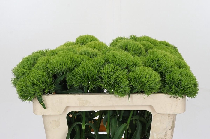 <h4>Dianthus Br Kiwi Mellow</h4>