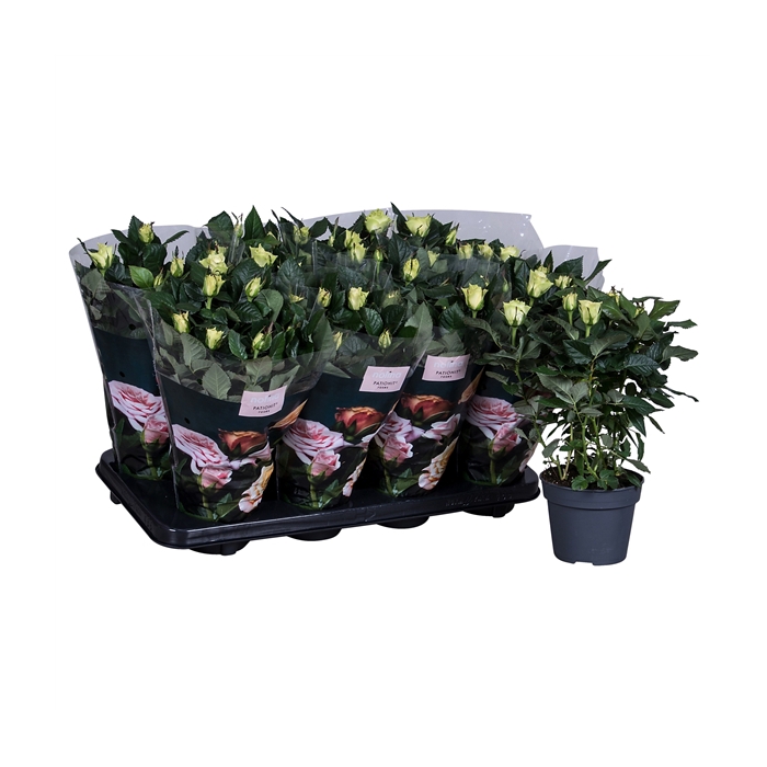 <h4>Nolina Roses Ø 13 cm White st. 0-1</h4>