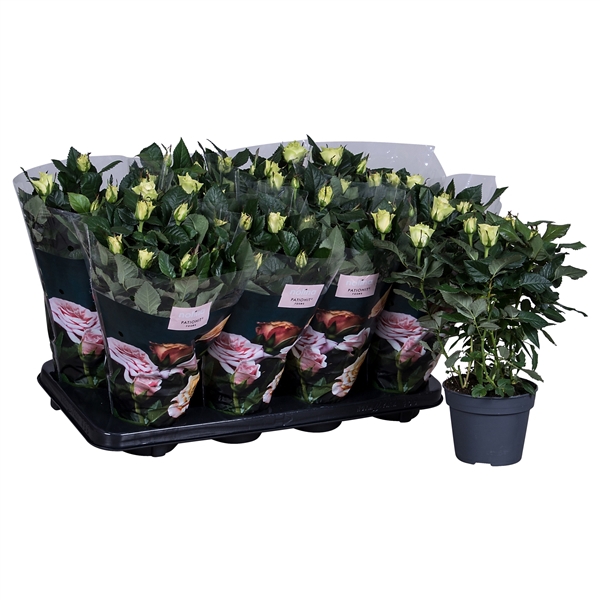 <h4>Nolina Roses Ø 13 cm White st. 0-1</h4>