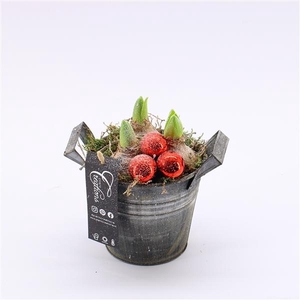 Arrangementen Hyacinthus 6%