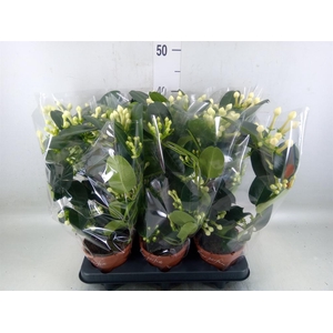 Stephanotis floribunda   ...