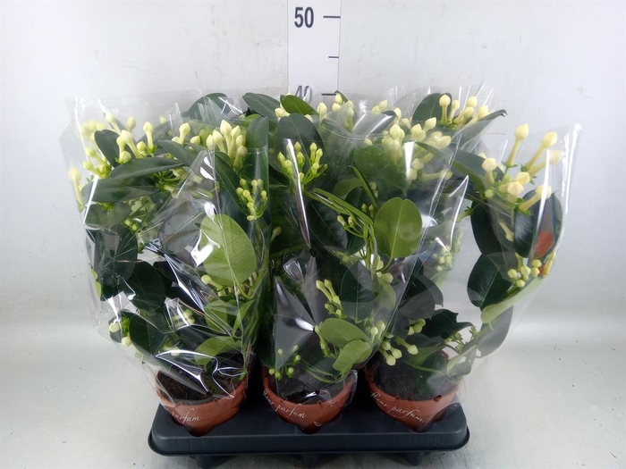 <h4>Stephanotis floribunda   ...</h4>