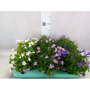 Campanula   ...