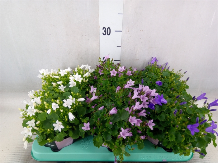 <h4>Campanula   ...</h4>