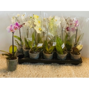 PHAL OV