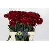 Dahlia Red Fox