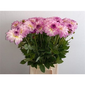 Dahl Ov Roze/wit
