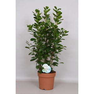 Ficus microcarpa 'Moclame'