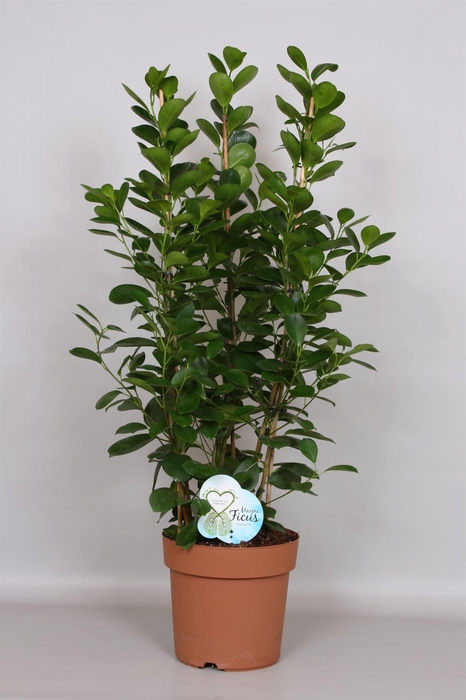 <h4>Ficus microcarpa 'Moclame'</h4>
