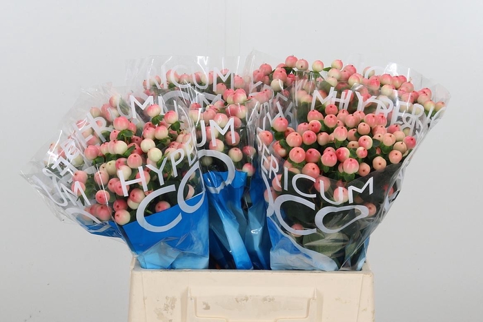 <h4>Hyp Coco Tiamo</h4>