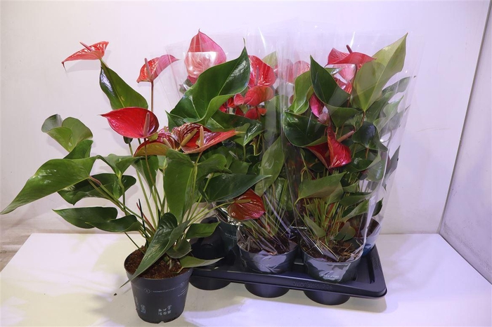 <h4>arr8 Anthu An Rood</h4>