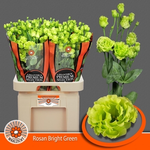 Eustoma gef Rosanne Bright Green
