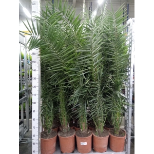 Phoenix canariensis