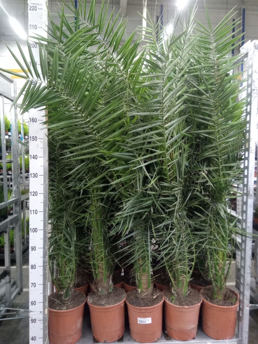 <h4>Phoenix canariensis</h4>