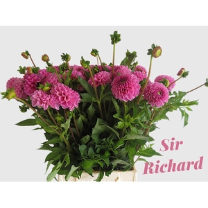 DAHL SIR RICHARD