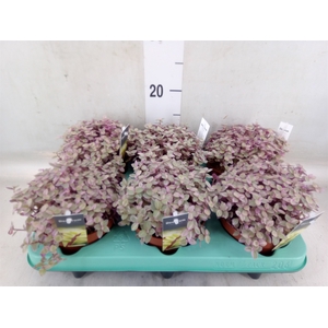 Tradescantia flum.