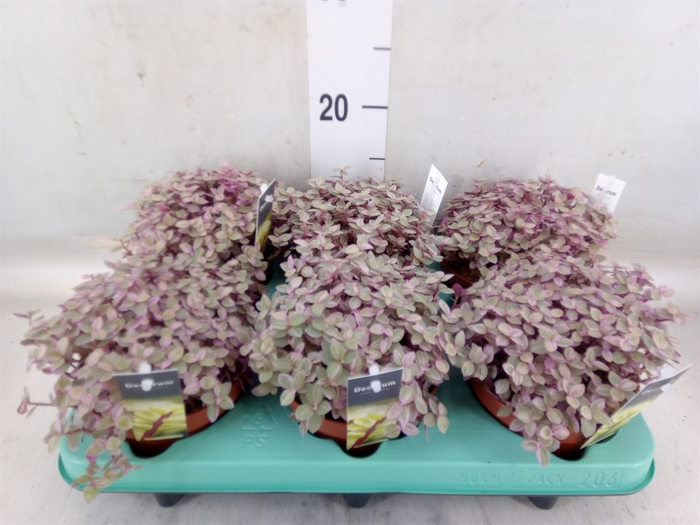 <h4>Tradescantia flum.</h4>