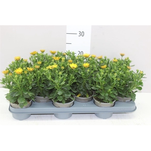 Osteospermum Yellow