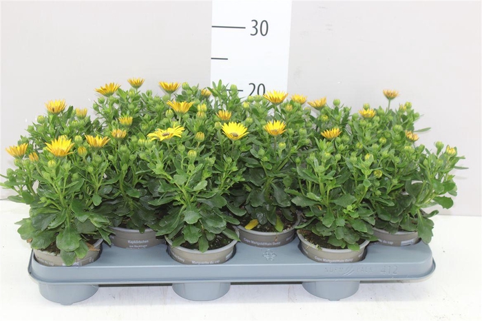 <h4>Osteospermum Yellow</h4>