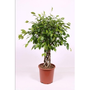 Ficus Exotica