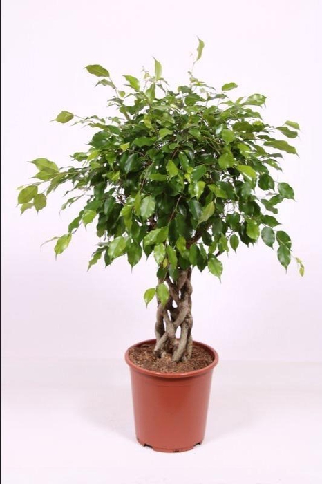 <h4>Ficus Exotica</h4>