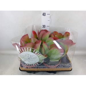 Kalanchoe NF thyrsiflora