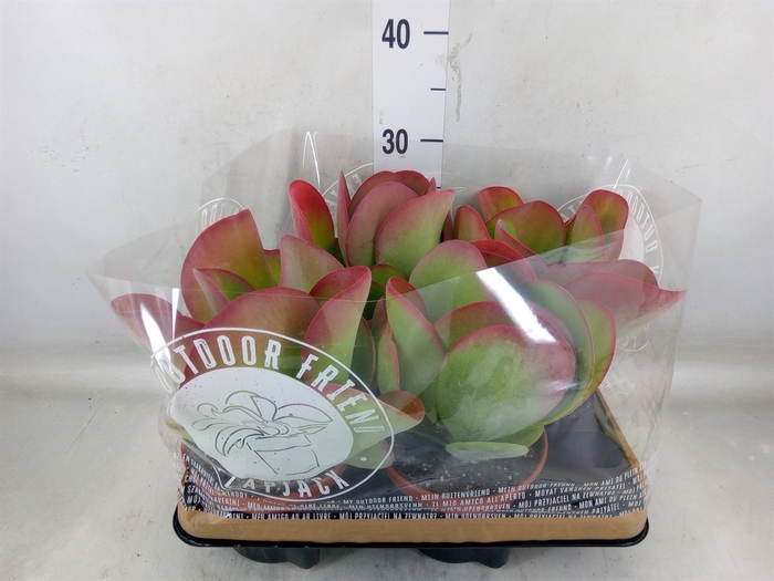 <h4>Kalanchoe NF thyrsiflora</h4>