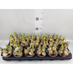 Narcissus  'Tete a tete'