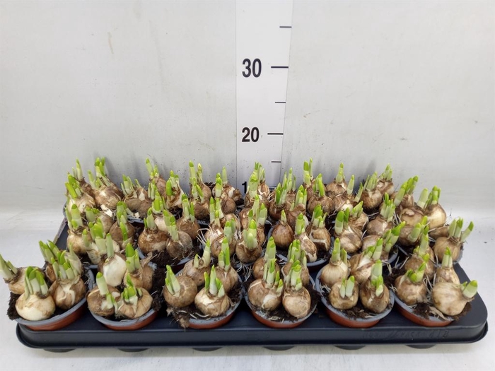 <h4>Narcissus 'Tete a tete'</h4>