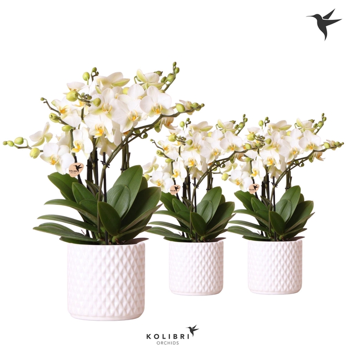 <h4>Kolibri Orchids Phalaenopsis Blossom Lausanne 6spike in Diamond pot white</h4>