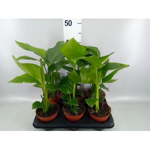 Strelitzia nicolai