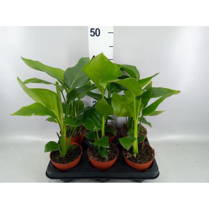 <h4>Strelitzia nicolai</h4>