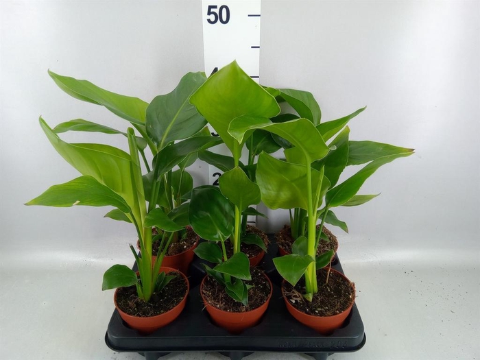Strelitzia nicolai