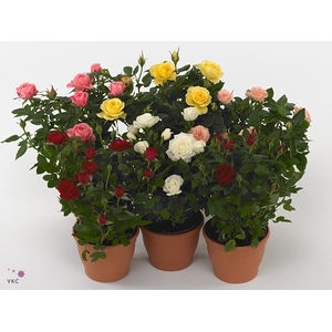 Rosa Beau Monde Gemengd 10,5 Cm