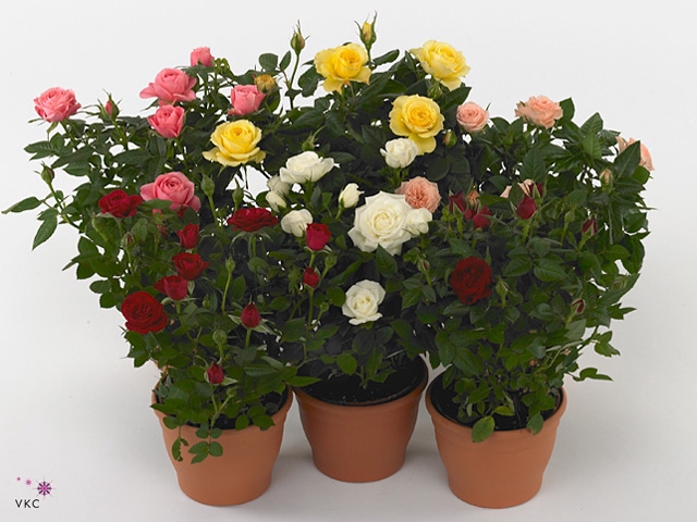 <h4>Rosa Beau Monde Gemengd 10,5 Cm</h4>