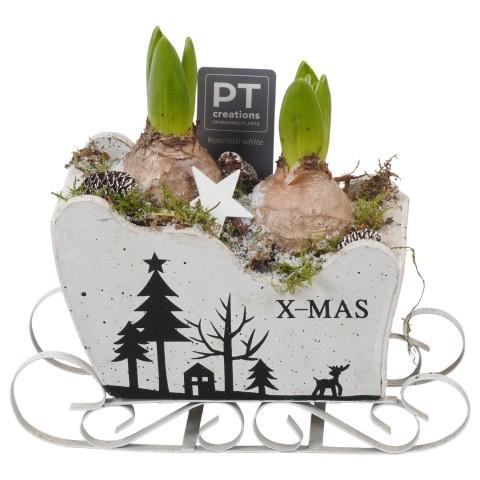 <h4>PTWH7756 Arrangement Winter Hyacint in houten slee</h4>