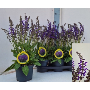 SALVIA FA MIDN MODEL