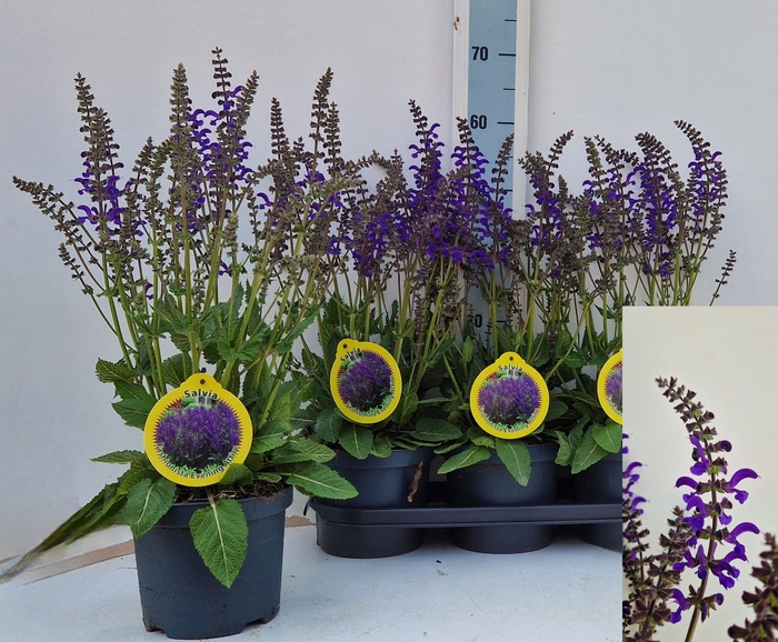 <h4>SALVIA FA MIDN MODEL</h4>