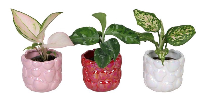 AGLAONEMA MIX P6 L 66718
