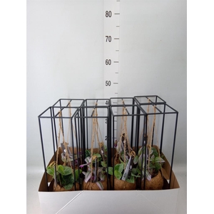 Arr.    Planten  H%