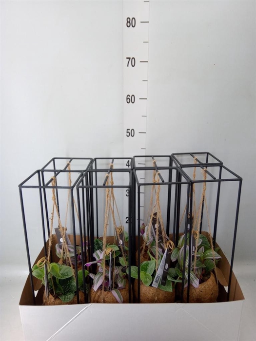 <h4>Arr.    Planten  H%</h4>