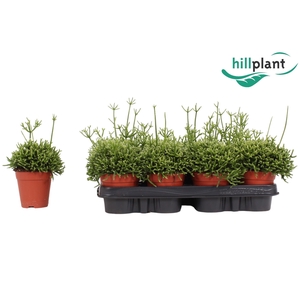 Rhipsalis cereuscula 9 cm