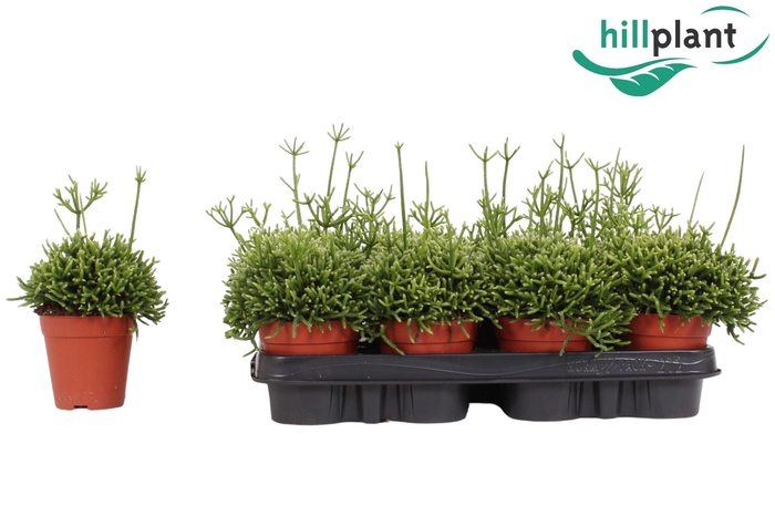 <h4>Rhipsalis cereuscula 9 cm</h4>