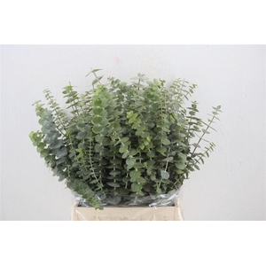 Euca Baby Blue Short 150gr P Bunch