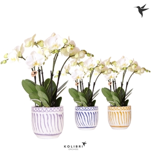 Kolibri Orchids Phalaenopsis Ghent in Granada pot mix