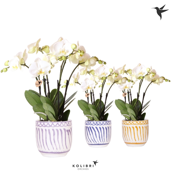 <h4>Kolibri Orchids Phalaenopsis Ghent in Granada pot mix</h4>