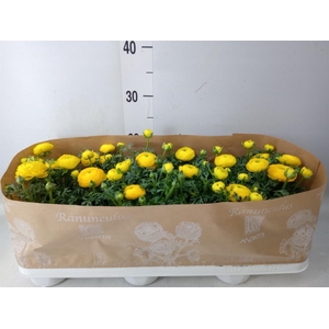 Ranunculus  'Sprinkles Yellow'