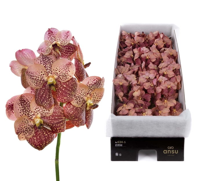 <h4>Vanda Sunanda Leopard Coral X16</h4>